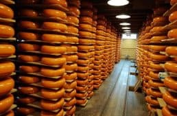 Olanda, tour nella valle del formaggio